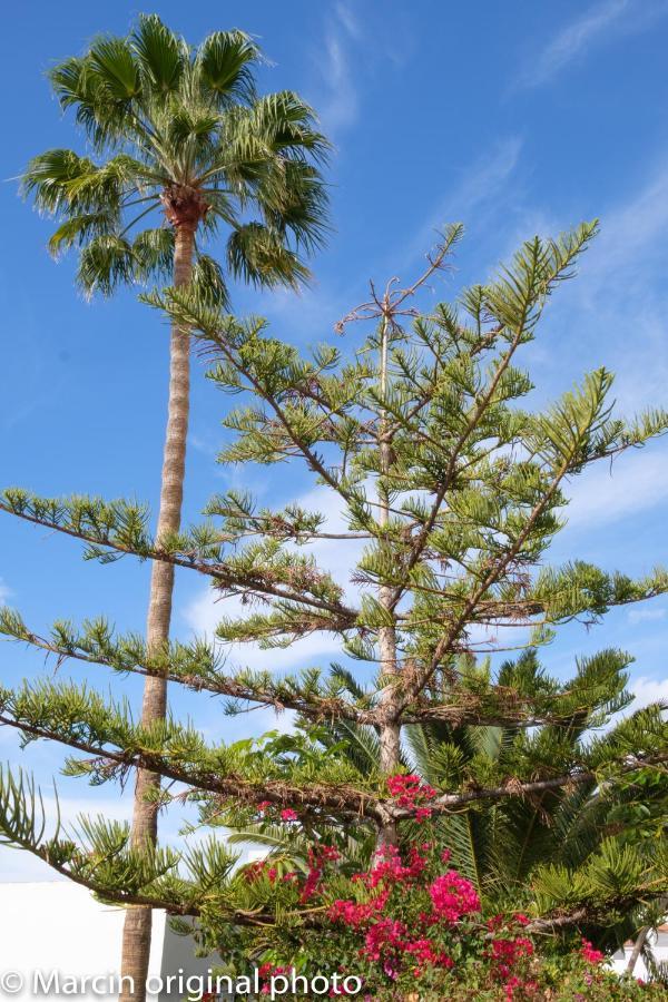 Tenerife Lizards - Duplex In The First Line Callao Salvaje Exterior foto